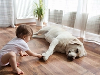 LVT/SPC/WPC Floor Decking Knowledge Brief